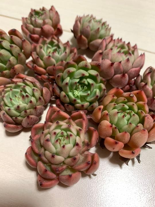 ティッピー×ベンバディス　韓国苗