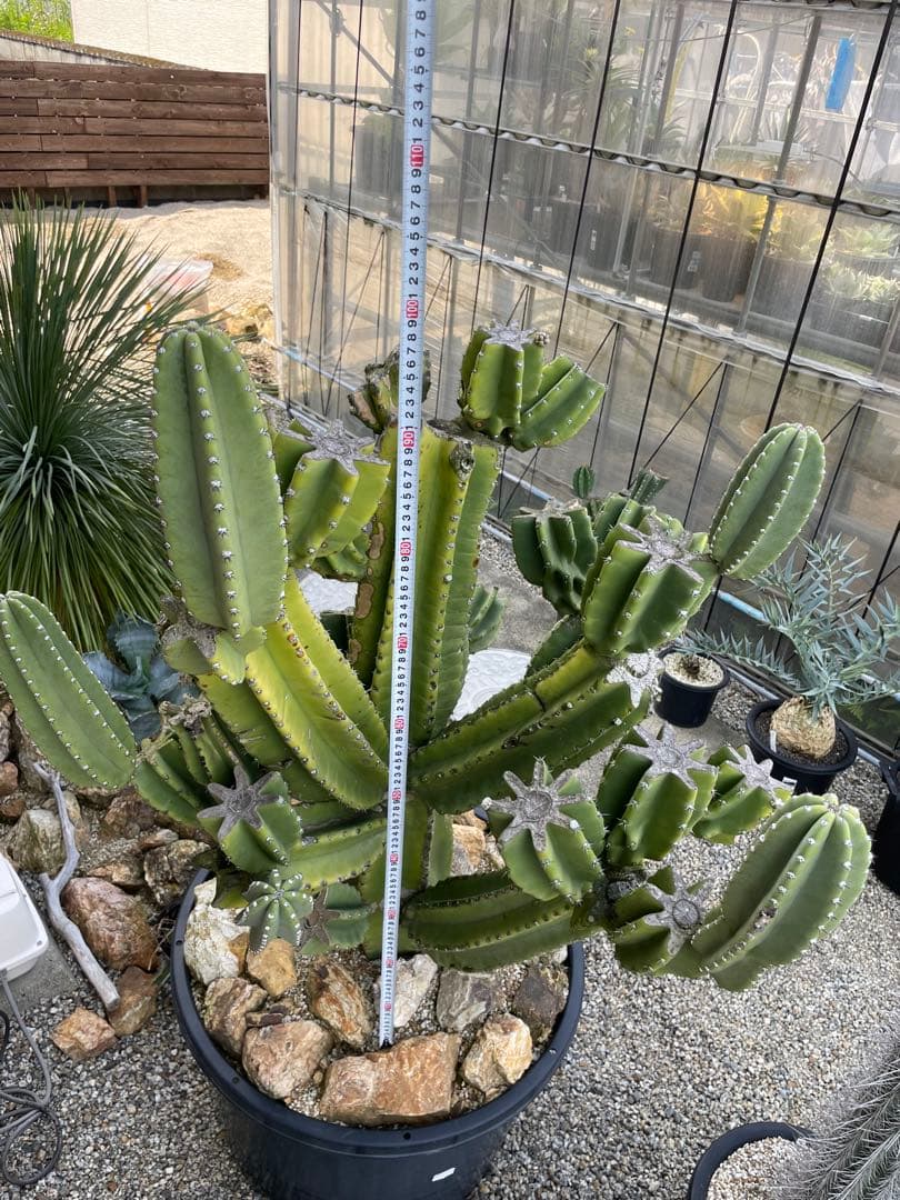 極太　柱サボテン　鬼面角　ブランチ　発根済み