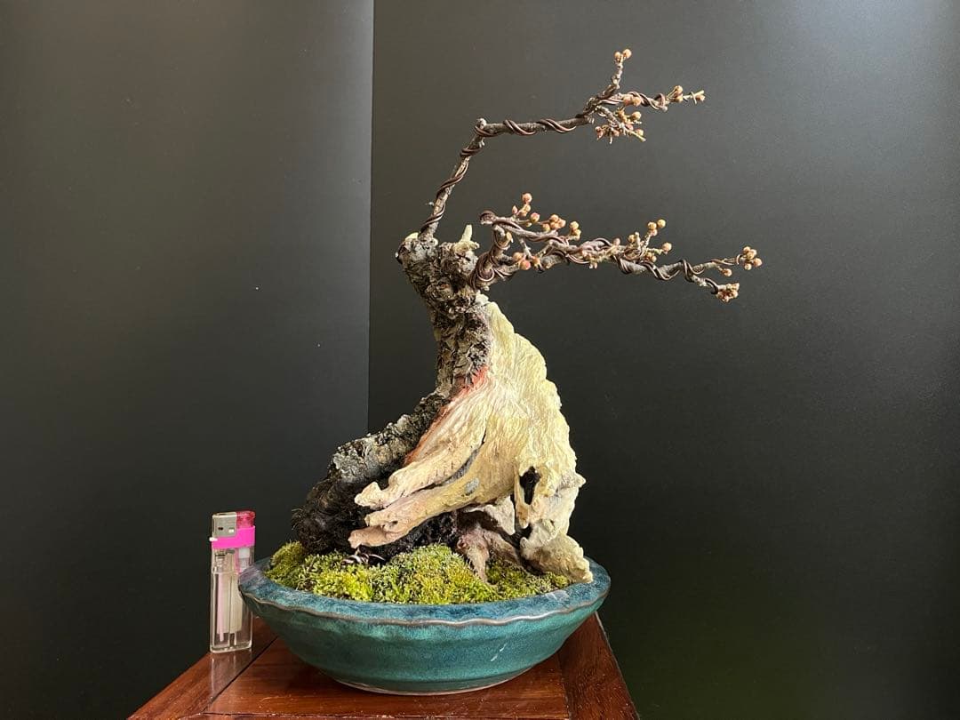 梅盆栽　野梅　古木　極太サバ幹　白花一重　(検索用　真柏、五葉松、黒松、紅葉、楓