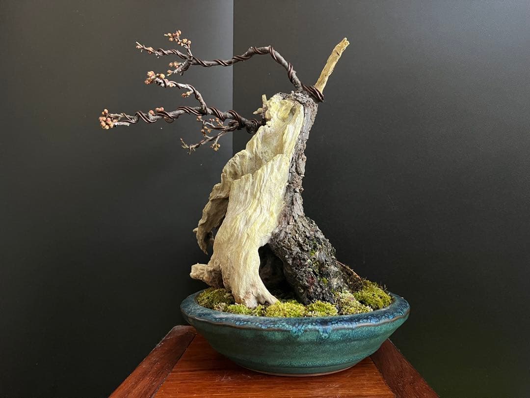 梅盆栽　野梅　古木　極太サバ幹　白花一重　(検索用　真柏、五葉松、黒松、紅葉、楓