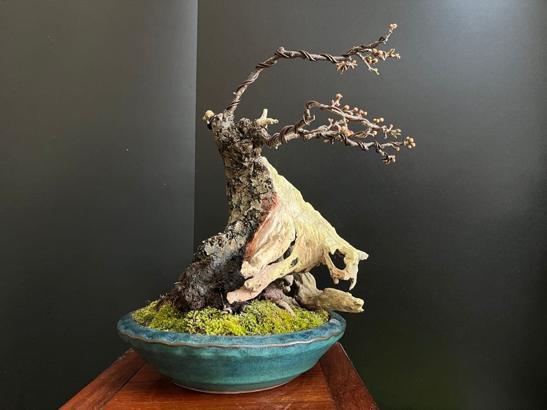 梅盆栽　野梅　古木　極太サバ幹　白花一重　(検索用　真柏、五葉松、黒松、紅葉、楓