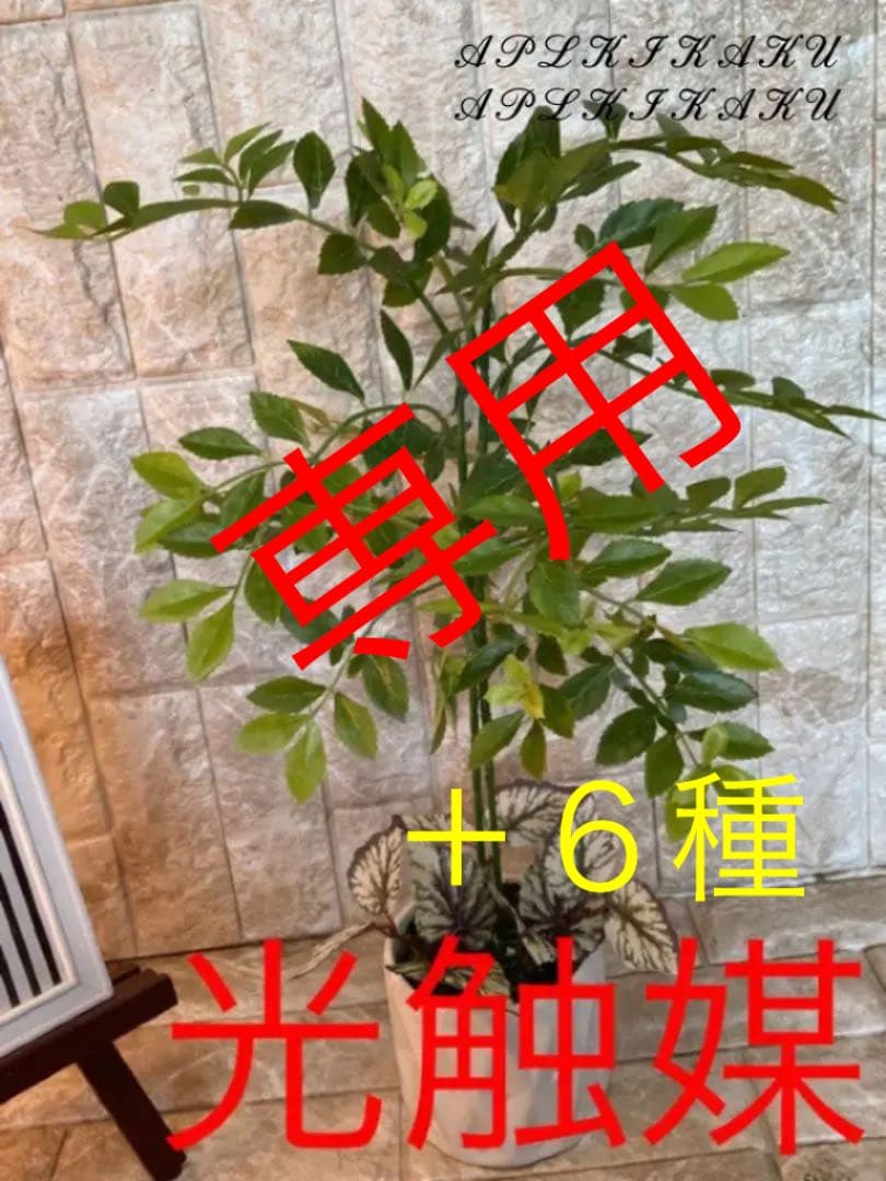 光触媒　人工観葉植物　造花　ウォールグリーン　ゴールデンリーフ54
