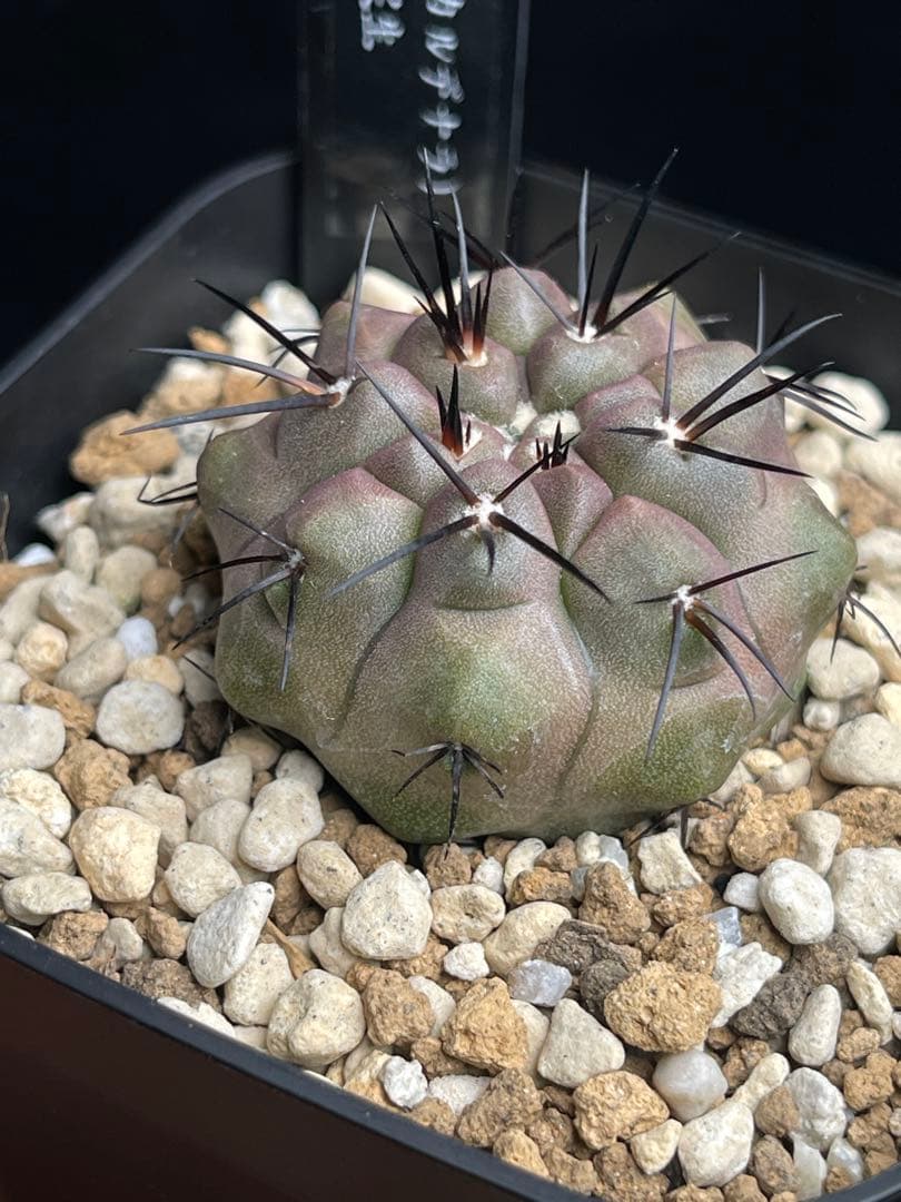 EMP コピアポア （黒王丸×カルデラナ）× 黒王丸 実生 / CT870