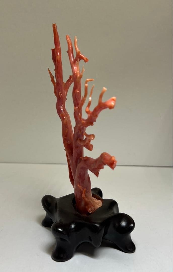 専用　本肉赤珊瑚　ケース付　台込221g 東Y8-0130②トヒトオ