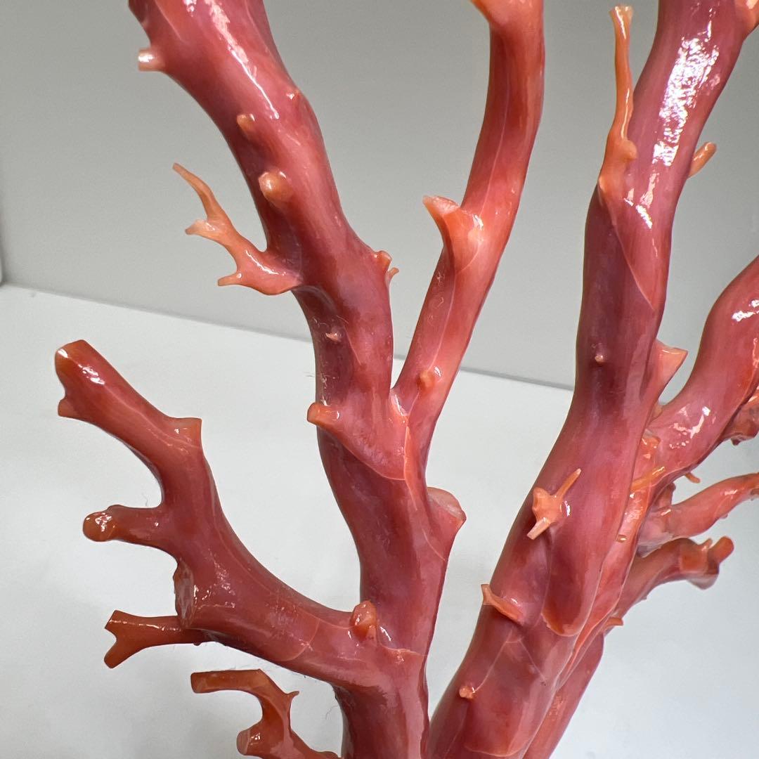 専用　本肉赤珊瑚　ケース付　台込221g 東Y8-0130②トヒトオ