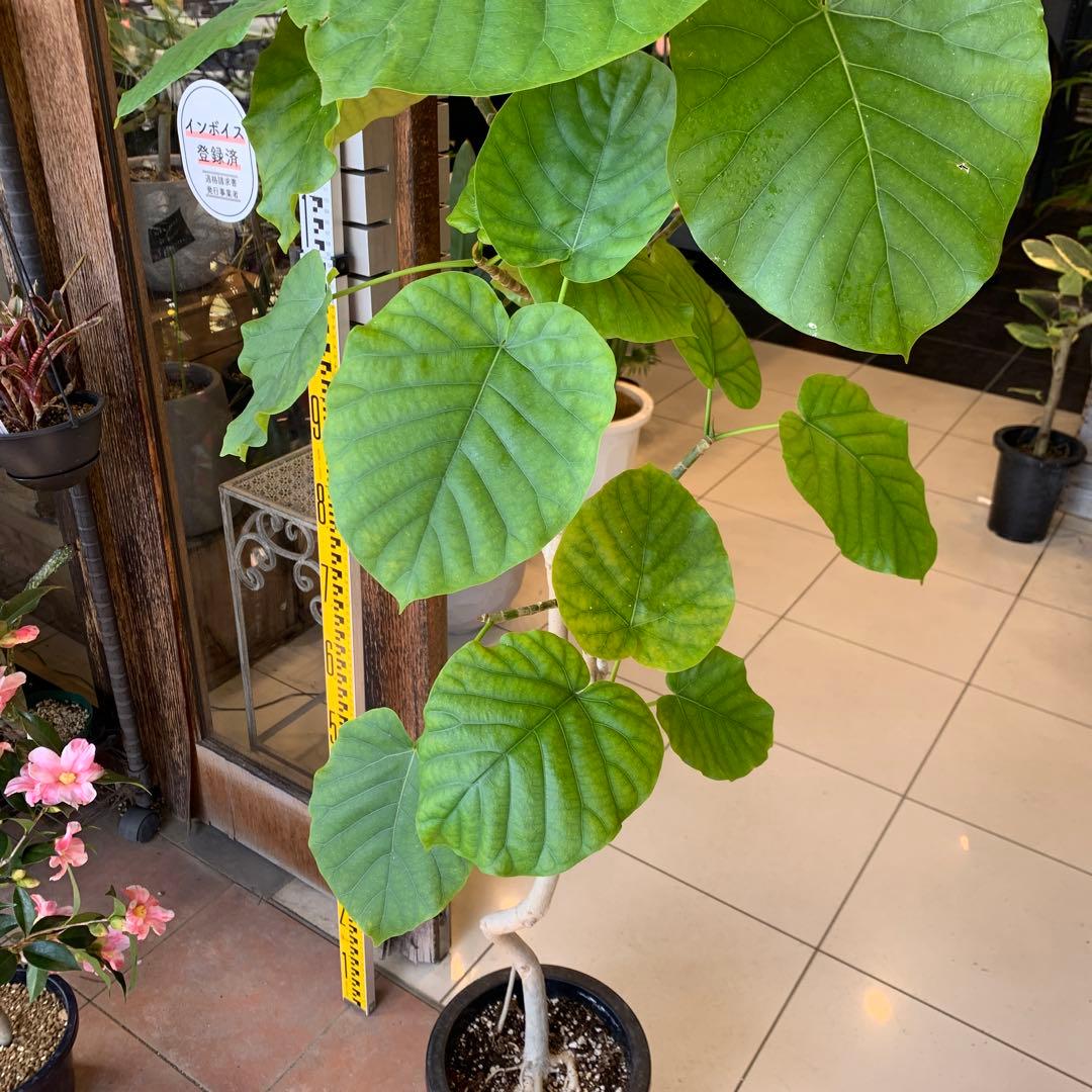 フィカス ウンベラータ 曲がり 8号