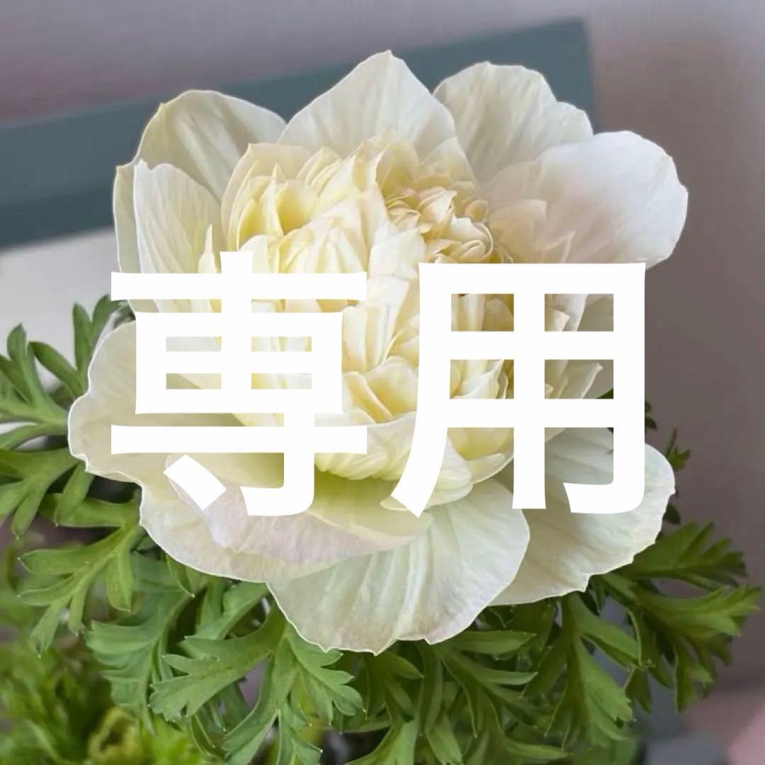 【2年株】八重咲き　プレミアムアネモネ　レバンテ クリーム色《2/5》