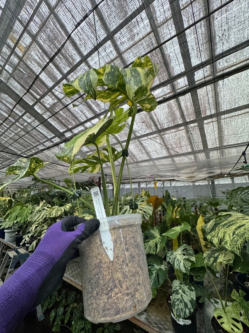 り*く様 モンステラ クリームブリュレ　しっかり発根・健康株