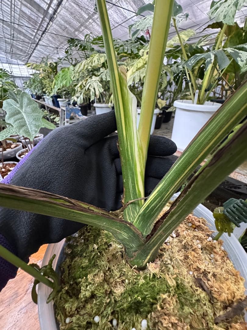 り*く様 モンステラ クリームブリュレ　しっかり発根・健康株