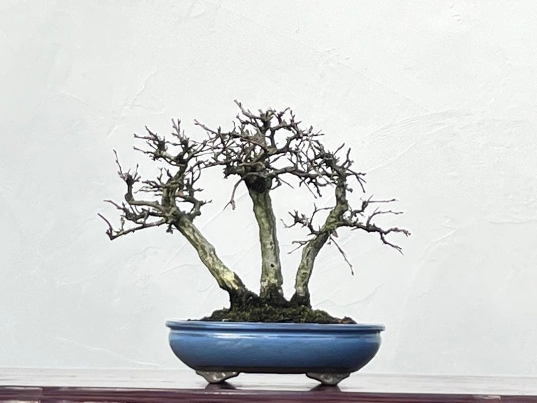 三河盆栽　いわしで　盆栽