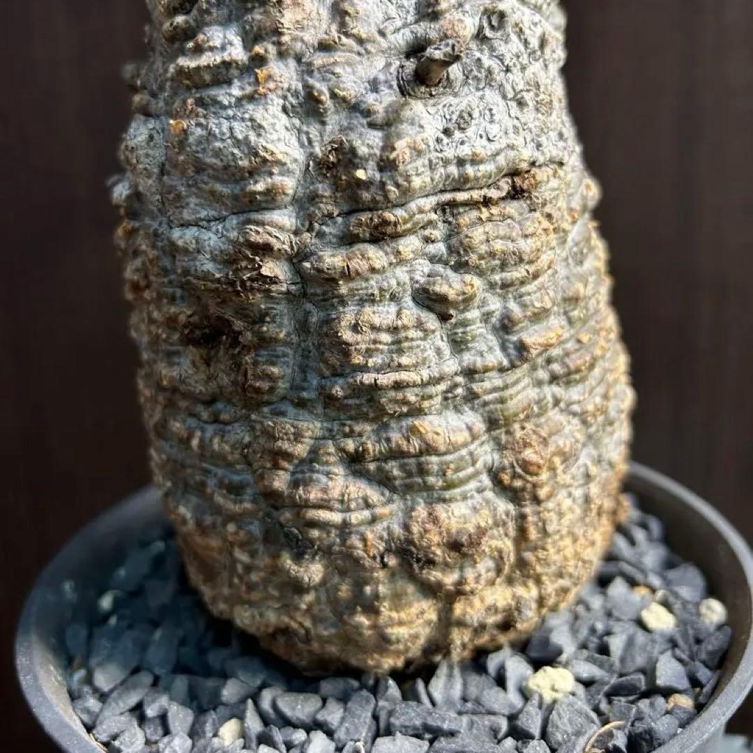 【美大株】パキプス約12 ㌢ オペルクリカリア　パキプス　現地球　発根済み