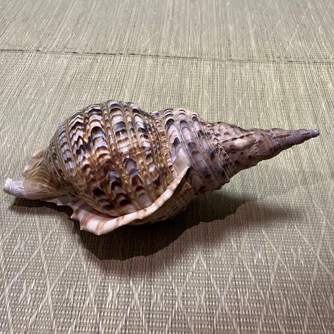 法螺貝　沖縄県産