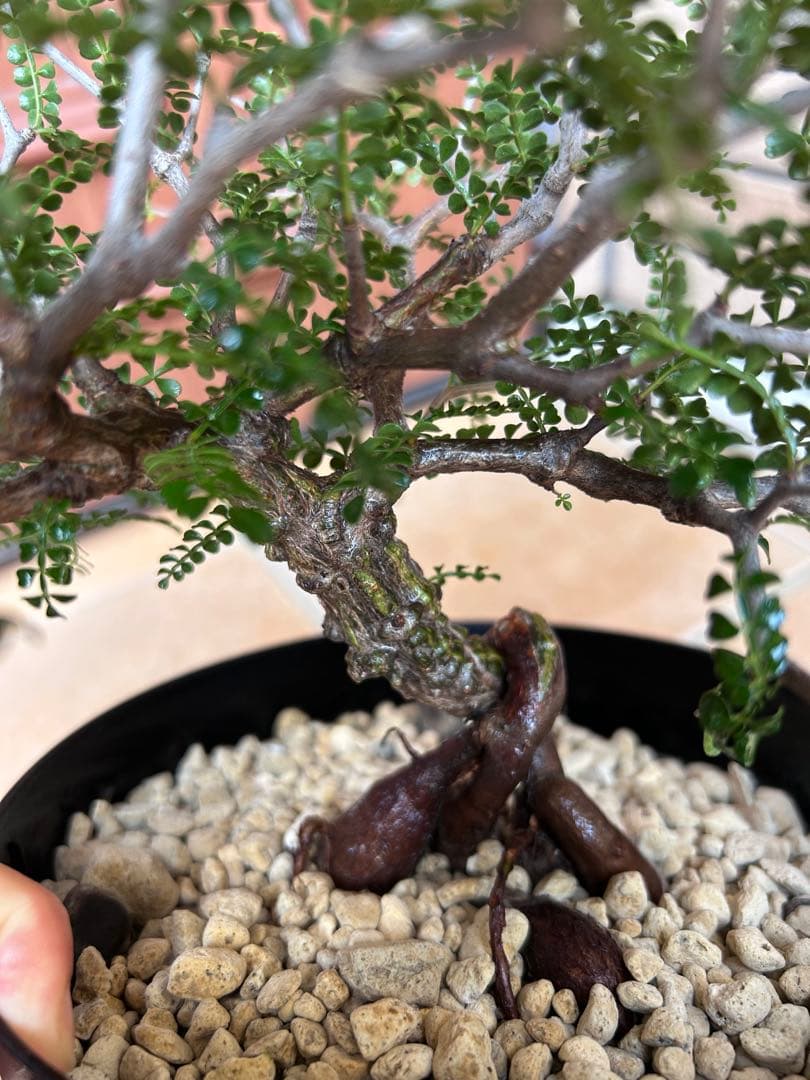 オペルクリカリア　パキプス　実生