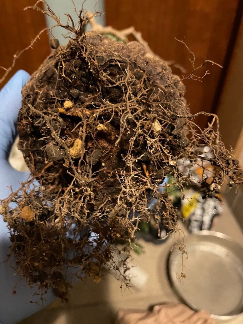 オペルクリカリア パキプス ボコ肌 幹幅13cm