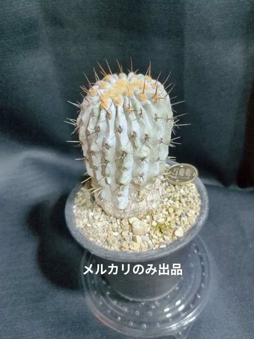 現地球 山木　Copiapoa　コピアポア コルムナアルバ　　孤竜丸