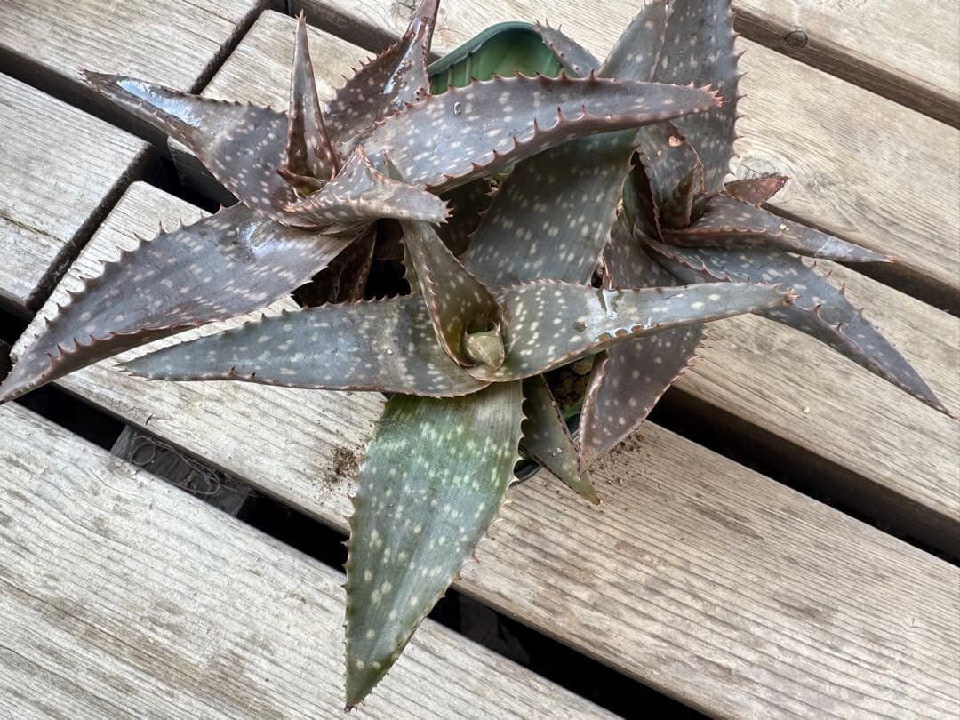 道頓堀様　確認用