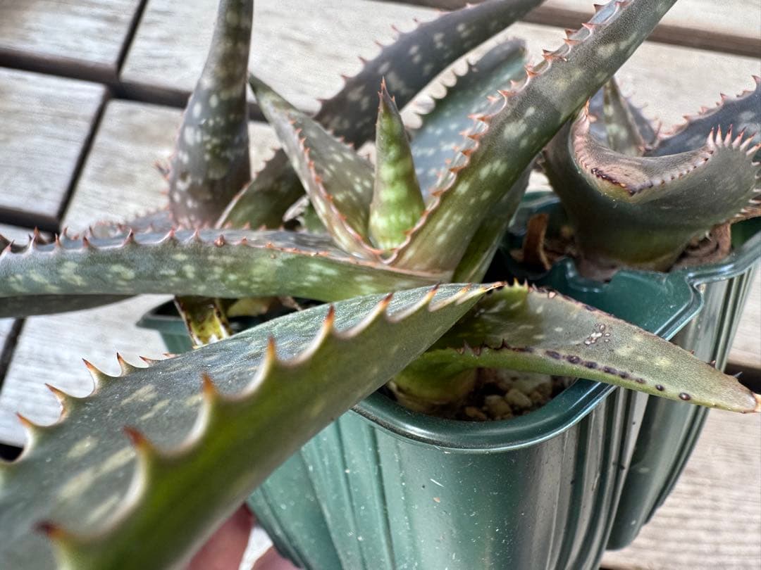 道頓堀様　確認用