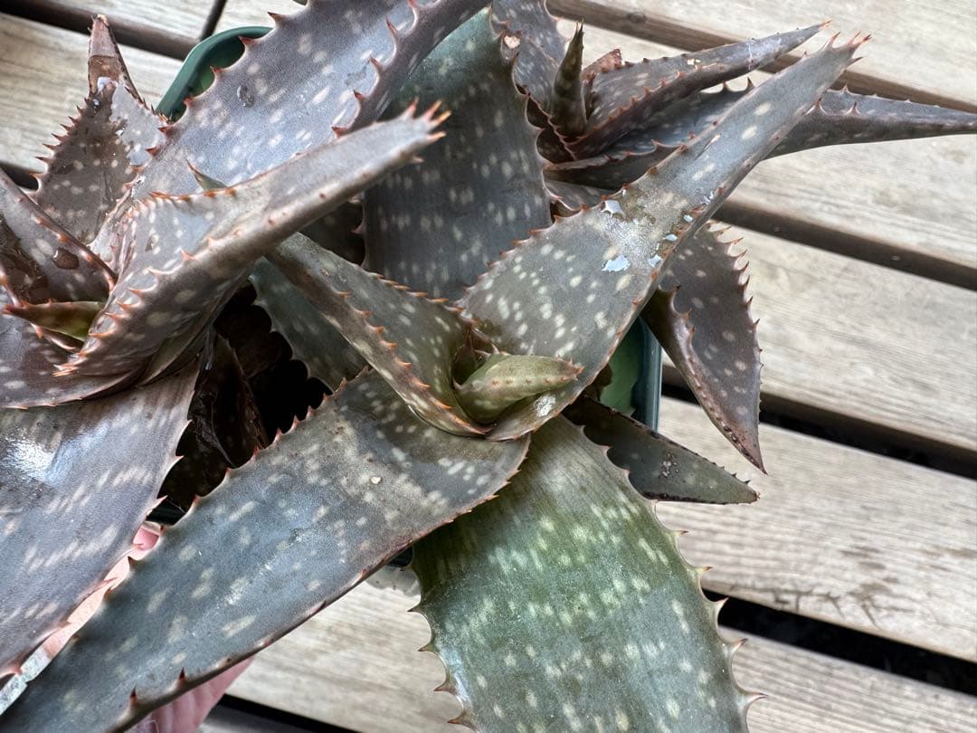 道頓堀様　確認用