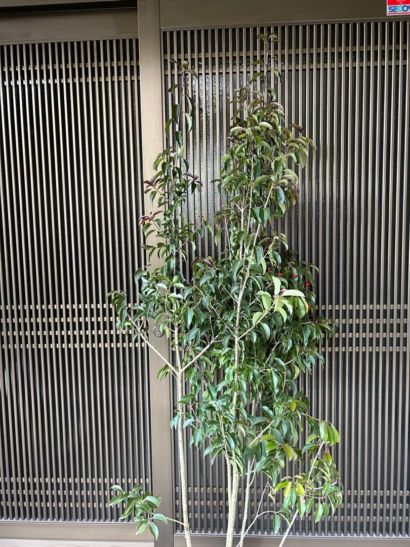 ソヨゴ　希少な雌雄混植株　実が一株でなりやすい 樹形もきれいなお品