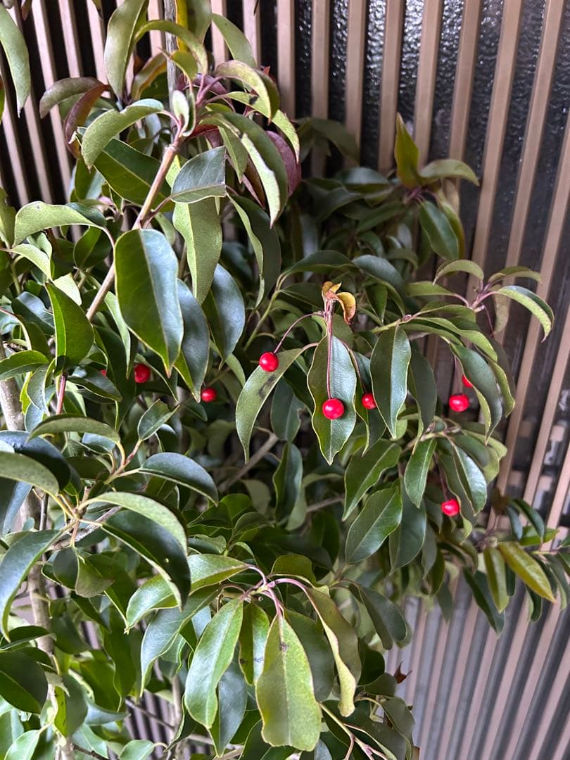 ソヨゴ　希少な雌雄混植株　実が一株でなりやすい 樹形もきれいなお品