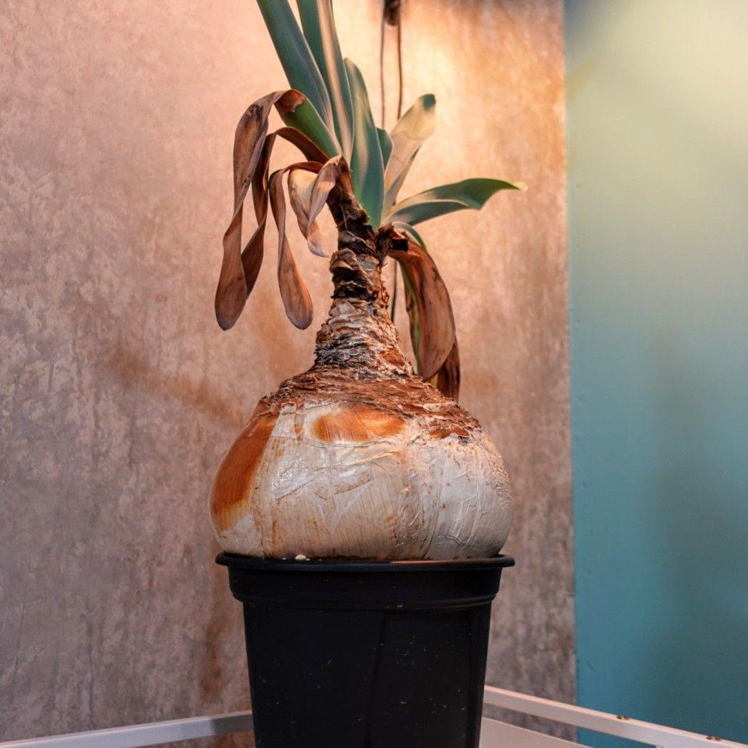 【発根済・XXL】特美尻！！ブーファンハエマンソイデス/鉢ごと発送