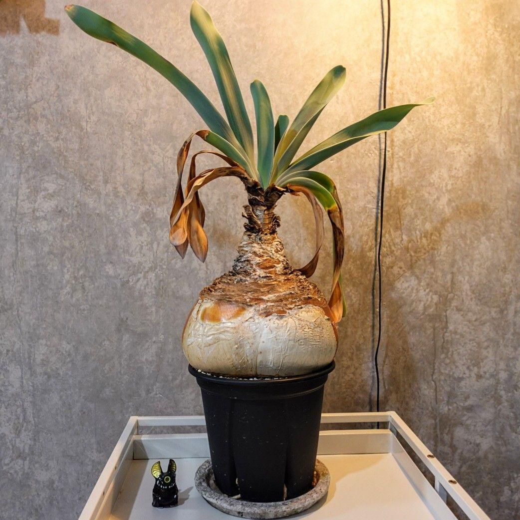 【発根済・XXL】特美尻！！ブーファンハエマンソイデス/鉢ごと発送