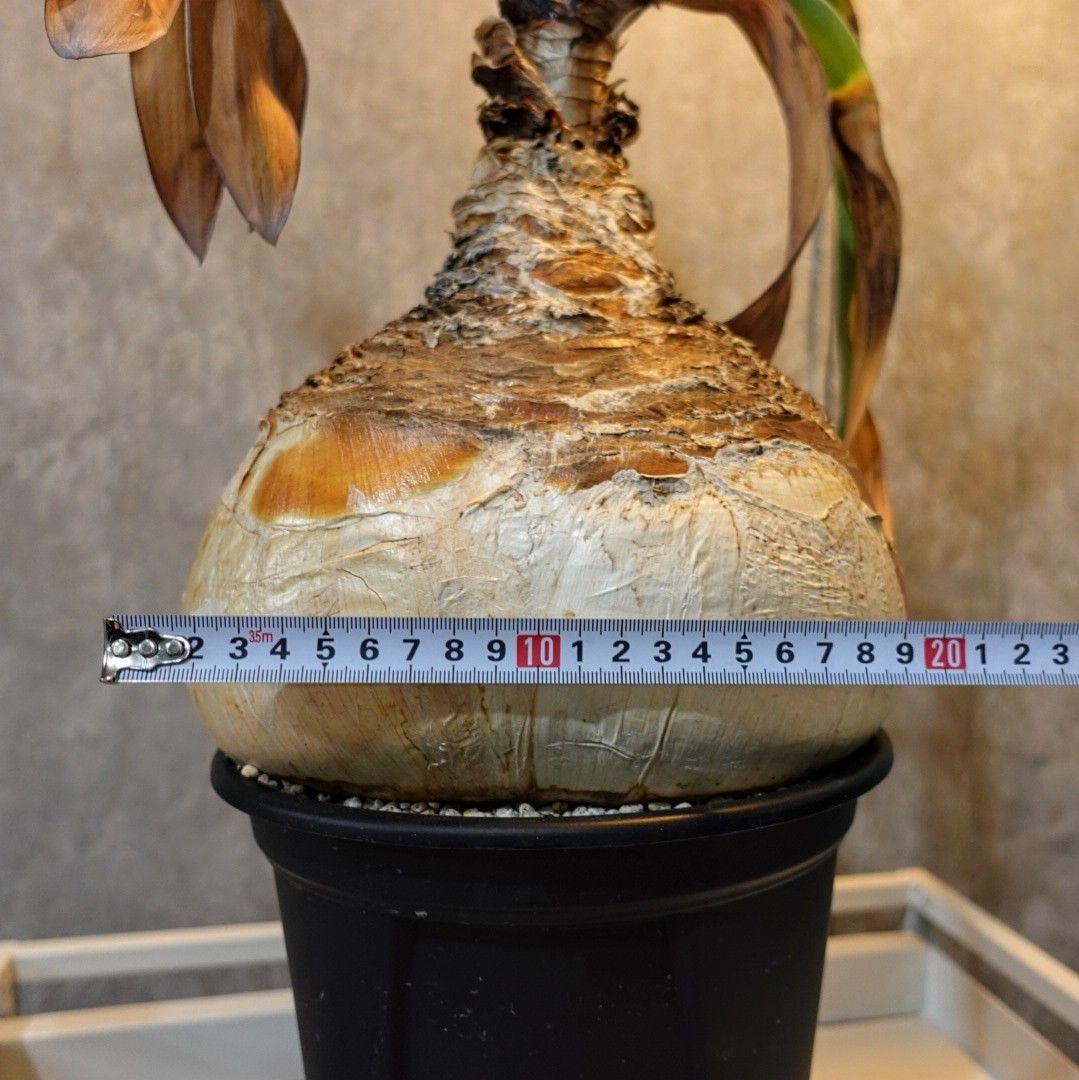 【発根済・XXL】特美尻！！ブーファンハエマンソイデス/鉢ごと発送