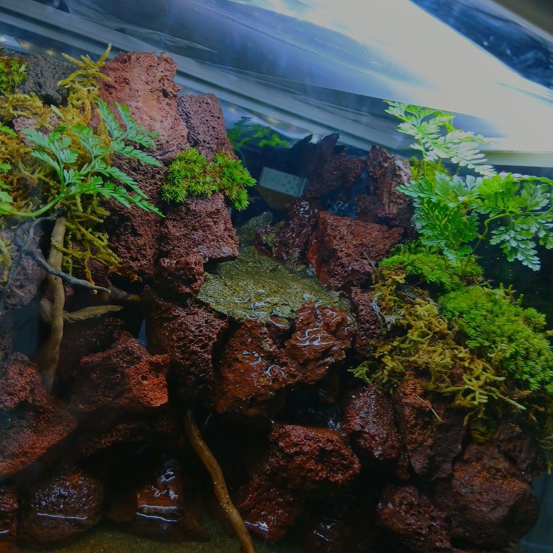 アクアテラリウム水槽 完成品 中型 赤溶岩石レイアウト