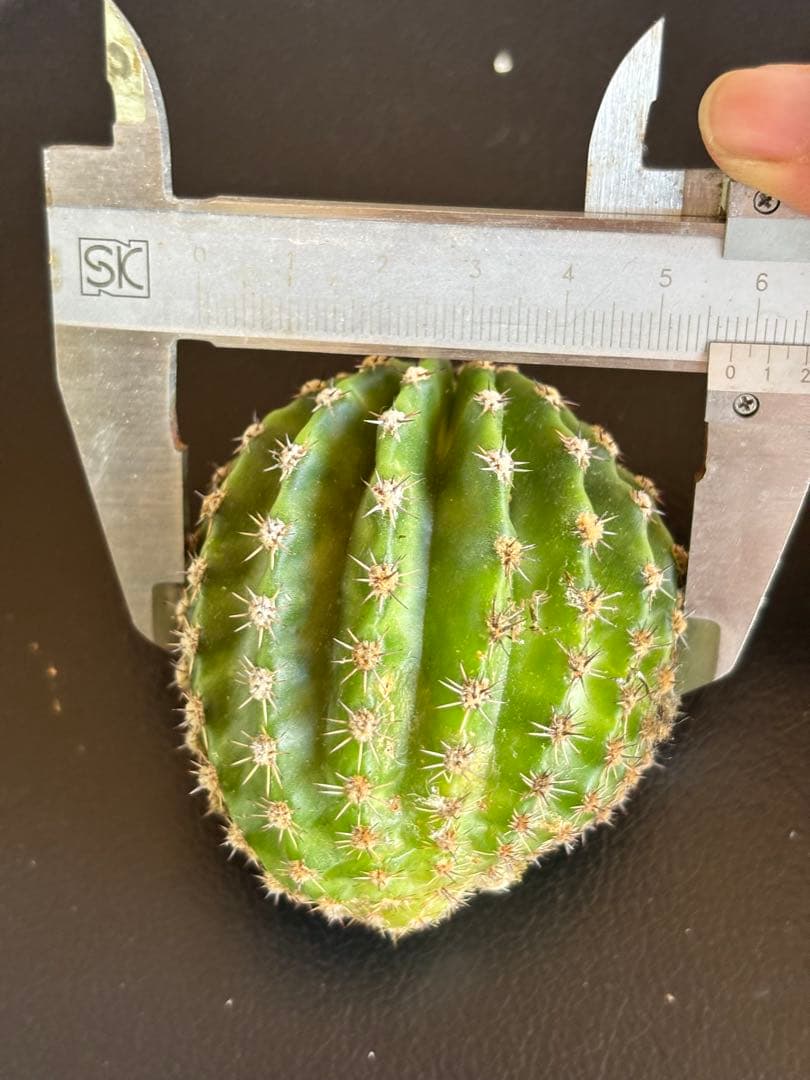 多肉植物　花サボテン　3番　(カキコ)