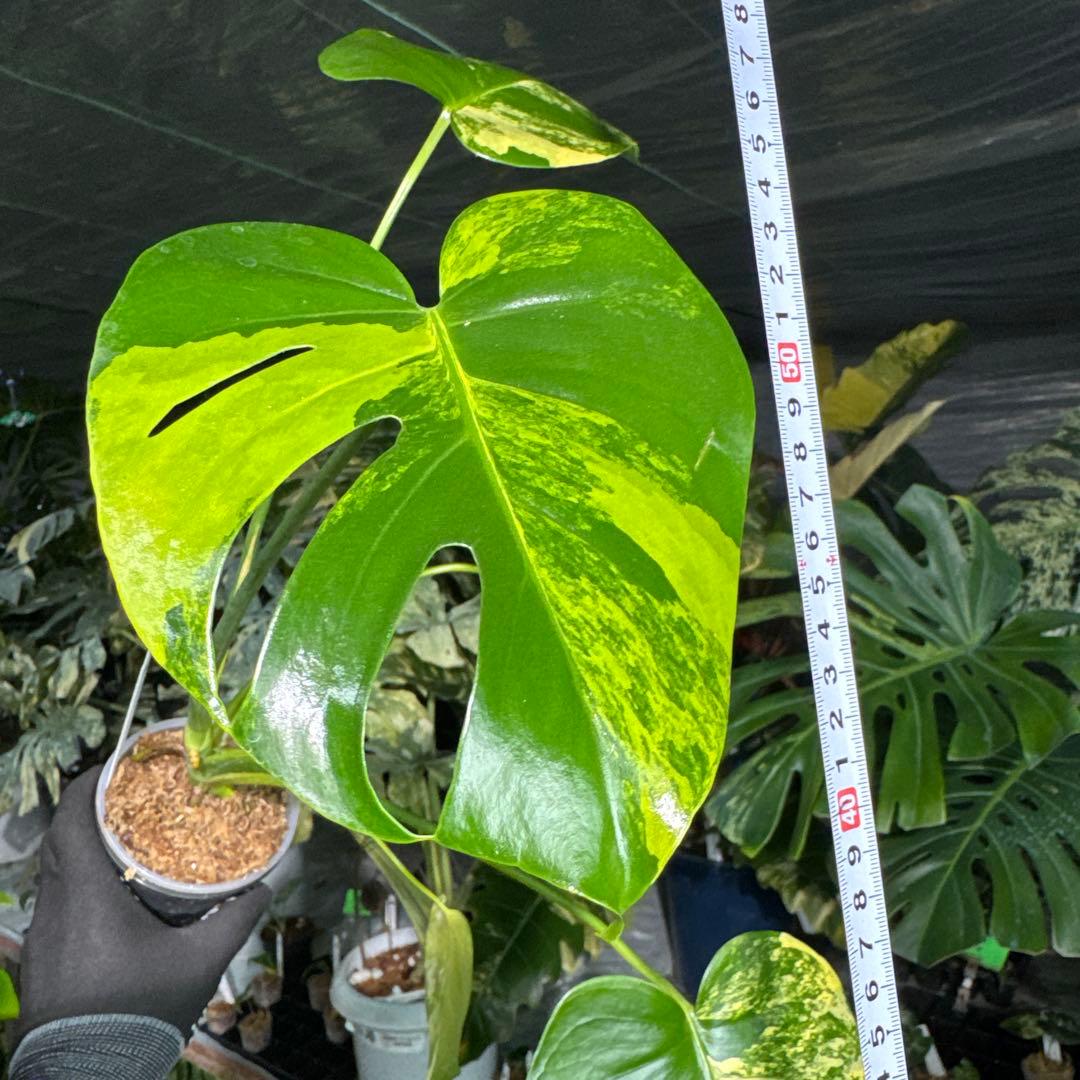 MY1モンステラ　イエローマリリン　黄斑入り　美株