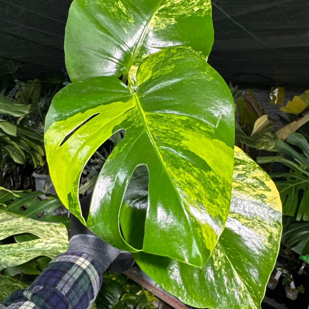 MY1モンステラ　イエローマリリン　黄斑入り　美株