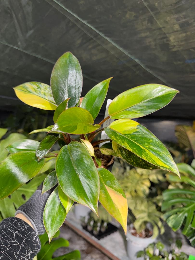 9フィロデンドロン　レッドコンゴ　斑入り　成長点2つ