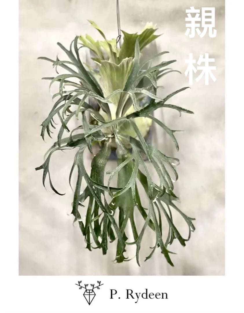 ビカクシダ　P.gqgq x P. Rydeen sporeling mix