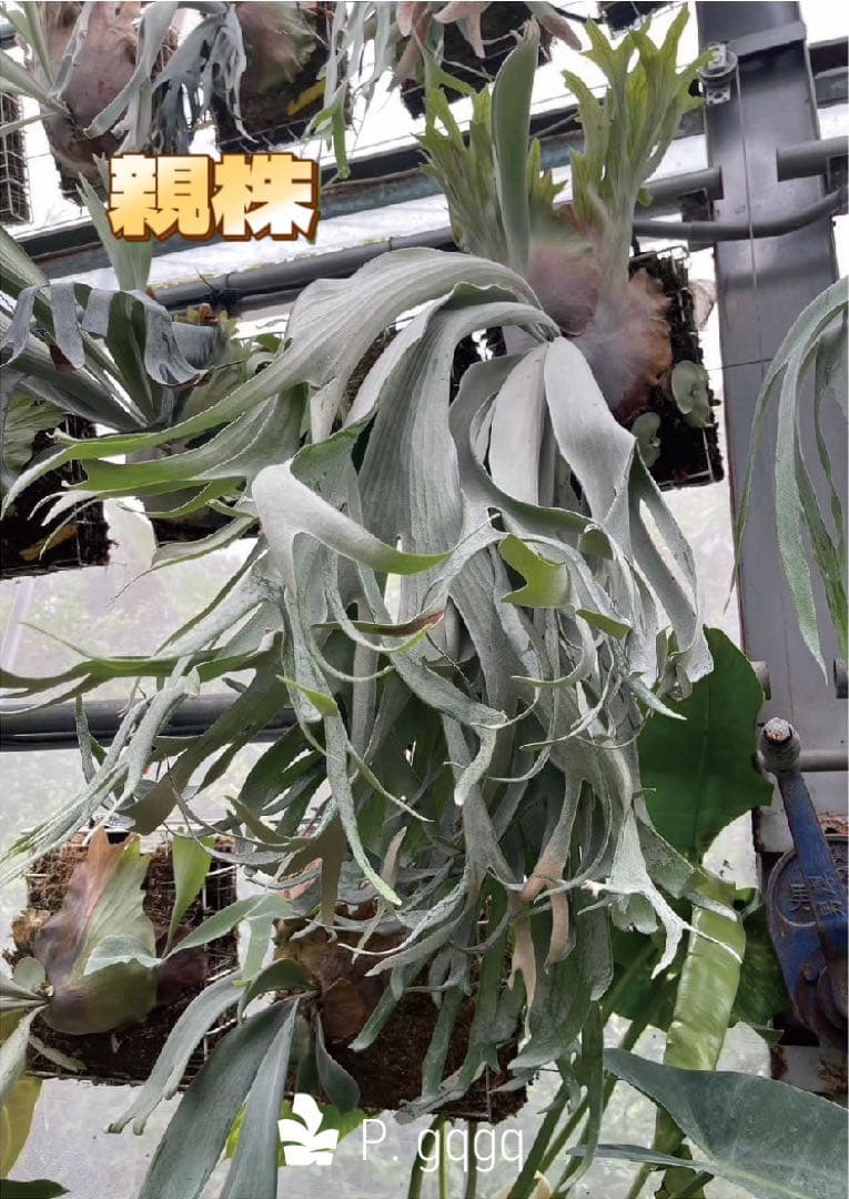 ビカクシダ　P.gqgq x P. Rydeen sporeling mix