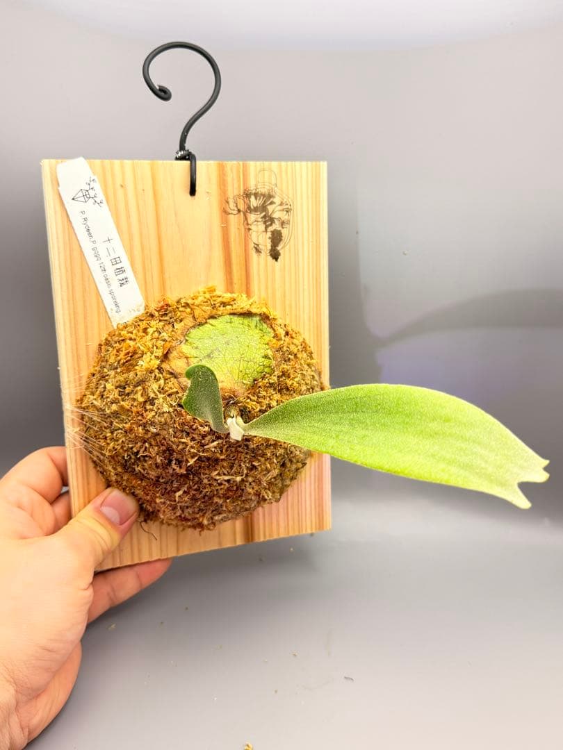 ビカクシダ　P.gqgq x P. Rydeen sporeling mix