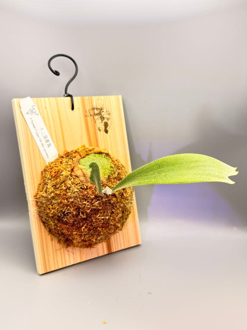 ビカクシダ　P.gqgq x P. Rydeen sporeling mix