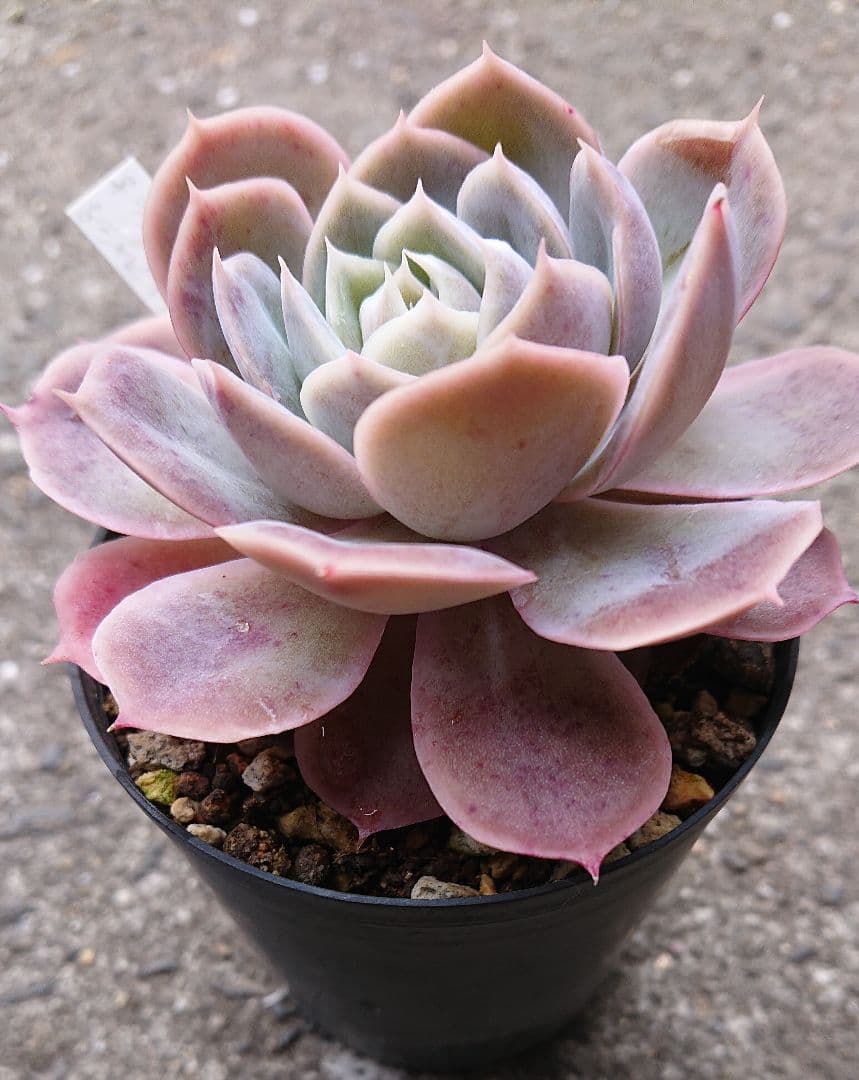 エケベリア はっちさん苗 ライラックムーン×シャビアナペレグリナ 札付き