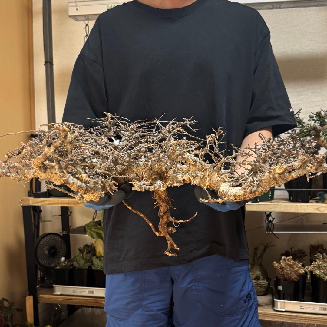 白*川様 E0526 コミフォラ エイル Commiphora sp.Ely 大