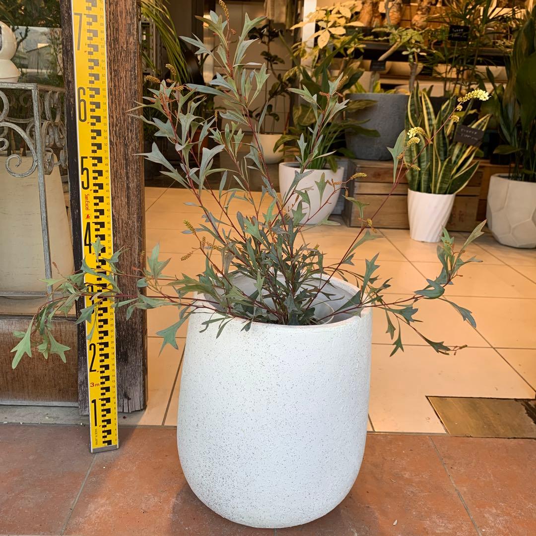 グレビレア シナフェア 2 ファイバー鉢