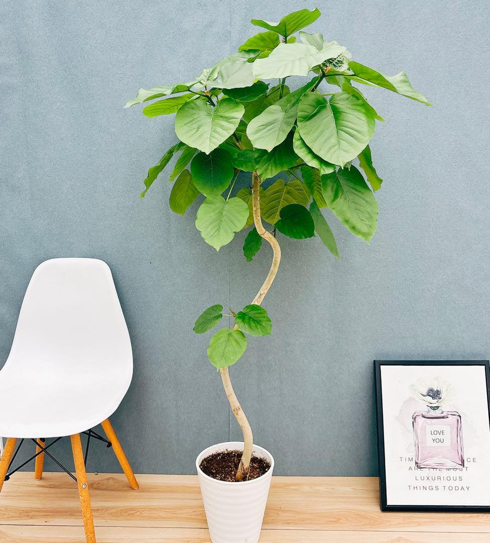 ［現品］法人価格　7番　フィカス　ウンベラータ　曲がり　8号　室内　大型