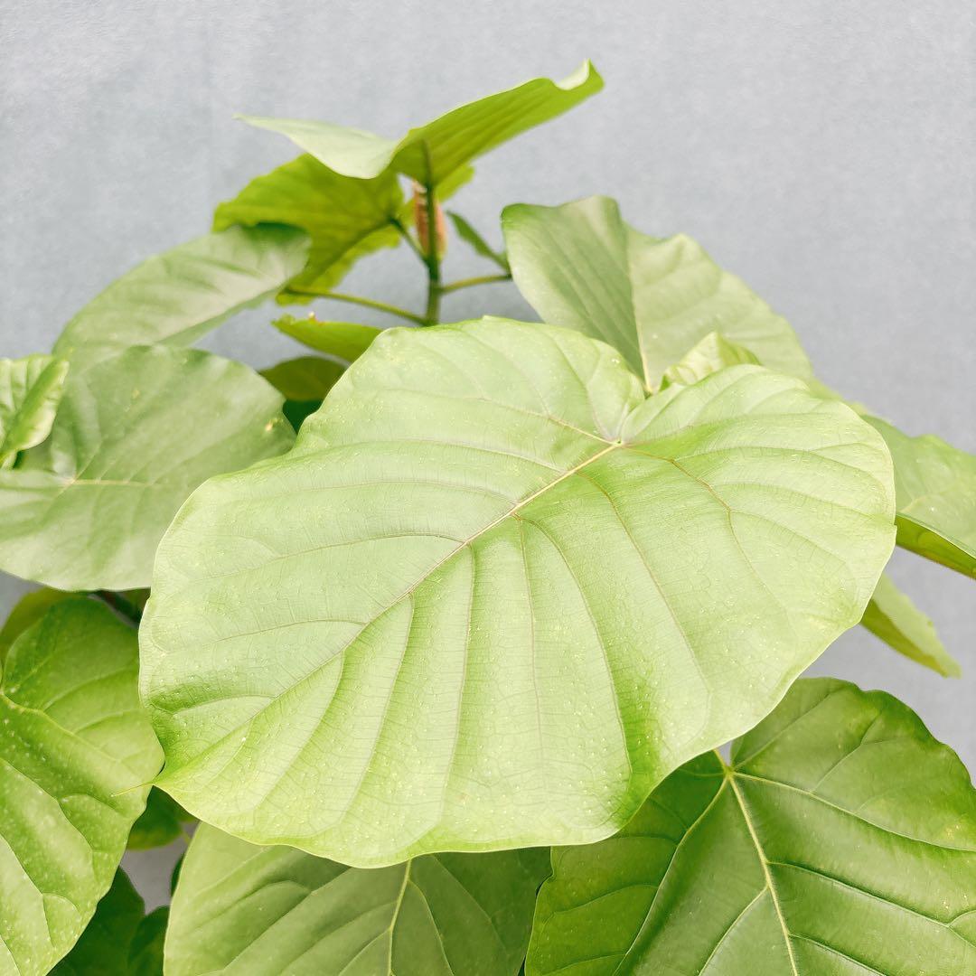 ［現品］法人価格　7番　フィカス　ウンベラータ　曲がり　8号　室内　大型