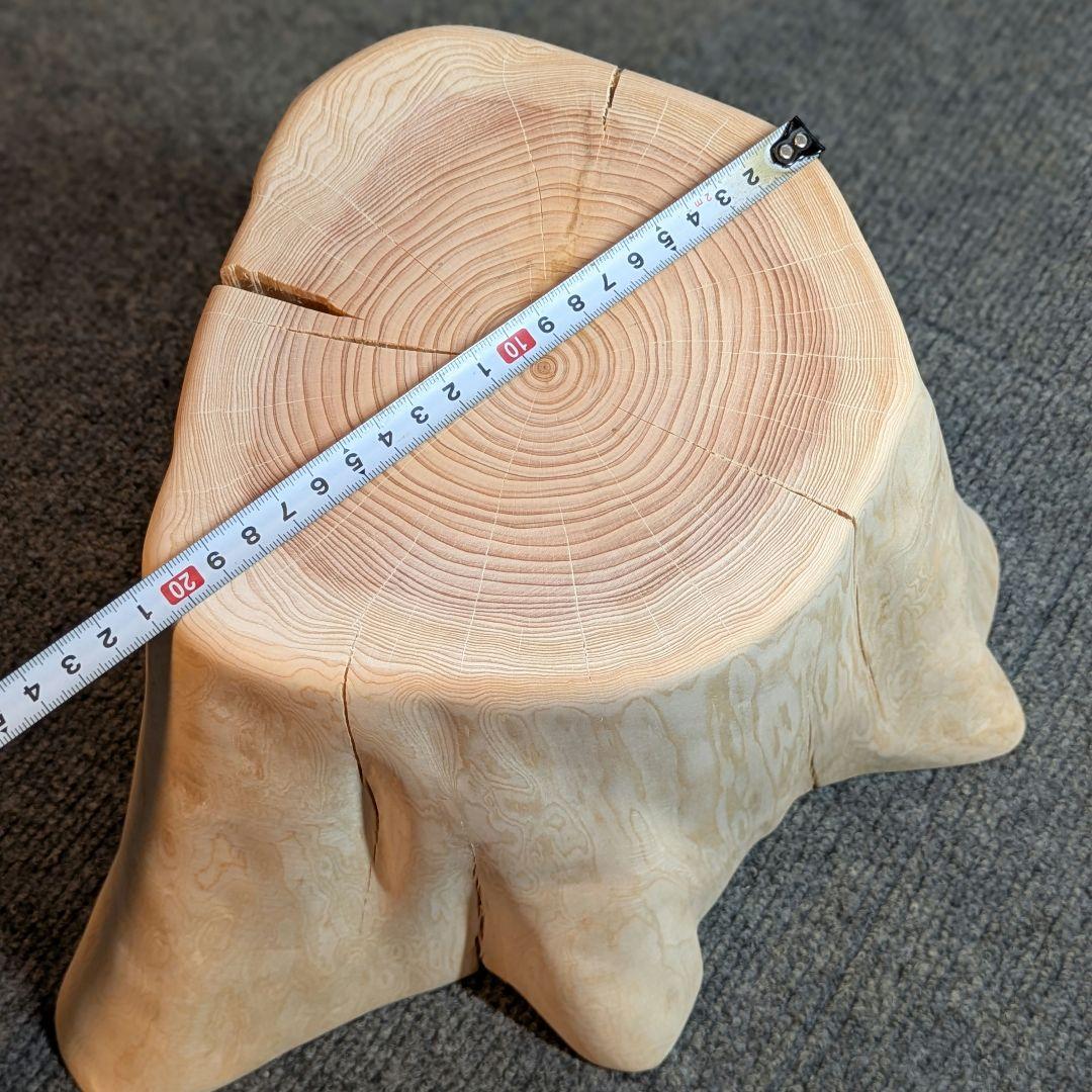 檜　切り株　高さ約19.5㎝