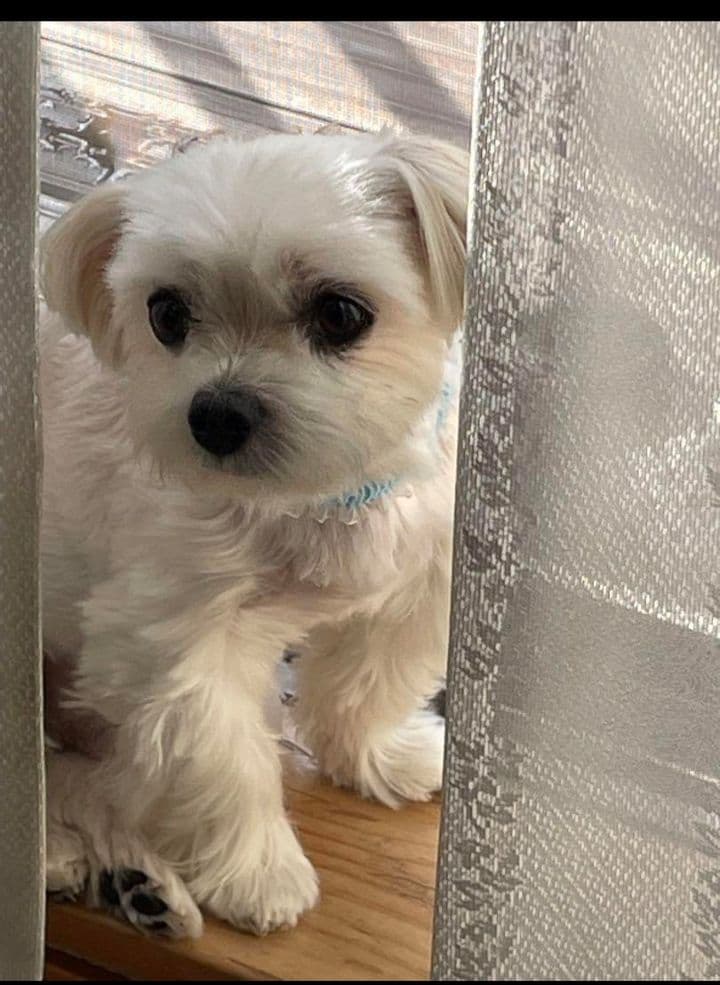 羊毛フェルトオーダー　たーさん