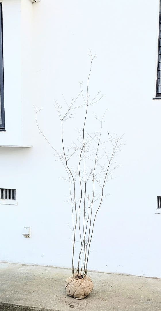 新春特価！山採りドウダンツツジ。