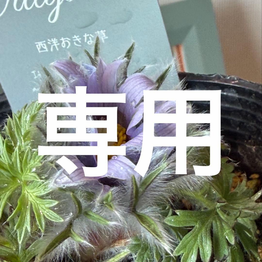 【山野草】西洋オキナグサ　パープル？　ポット苗《2/13》