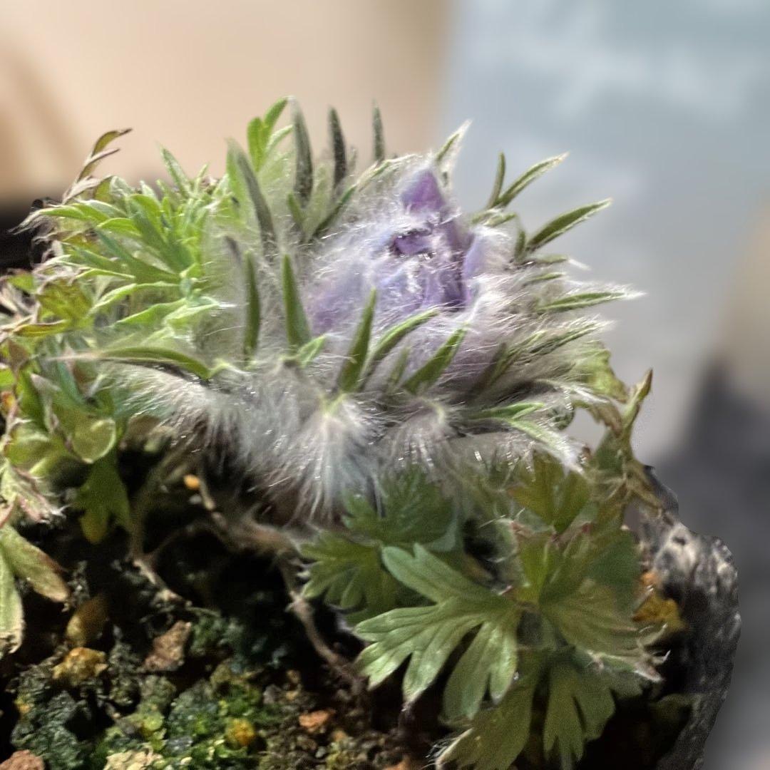 【山野草】西洋オキナグサ　パープル？　ポット苗《2/13》