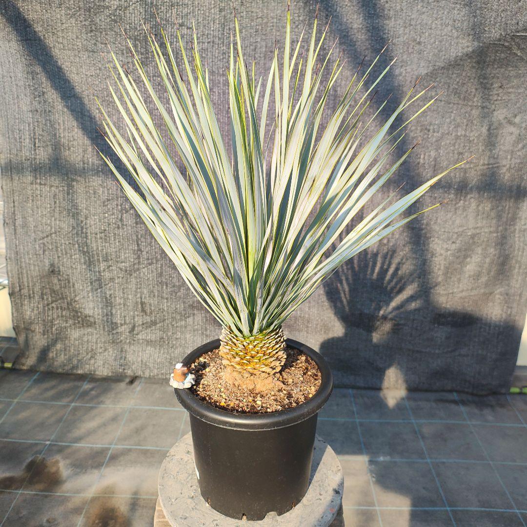 和*ん様 ユッカ ロストラータ Hybrid No.1