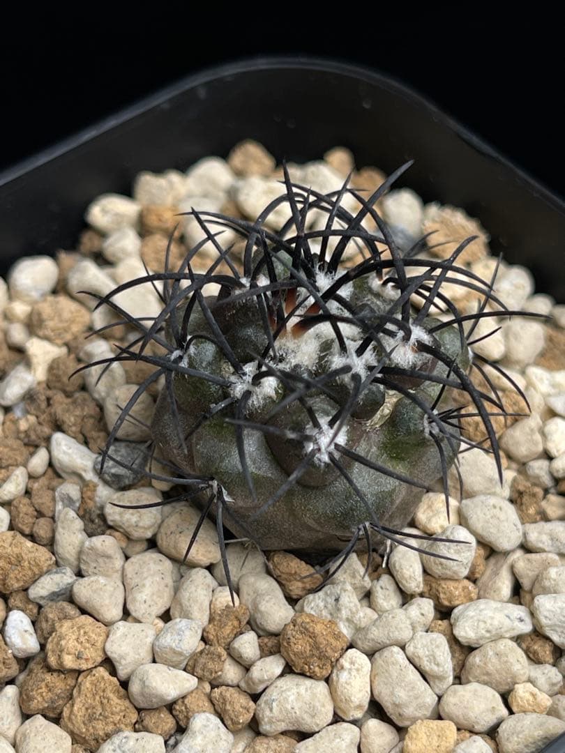 EMP コピアポア グリセオビオラセラ 実生 / 選抜個体 CT865