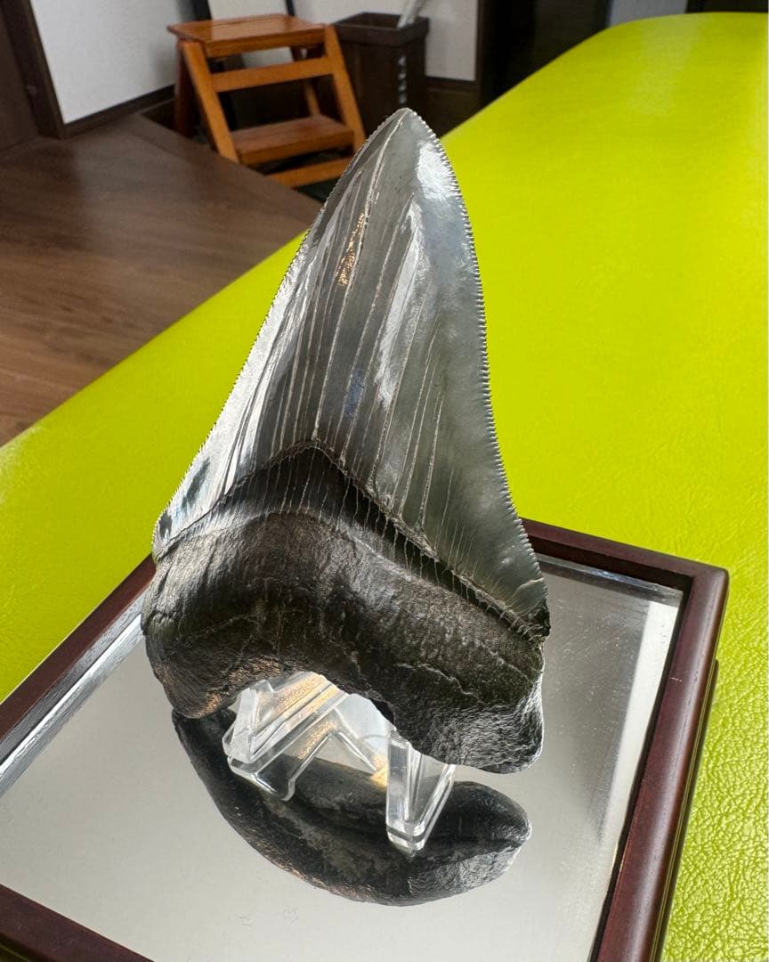 L*9様 【博物館級】宝石のような『メガロドン』の歯の化石