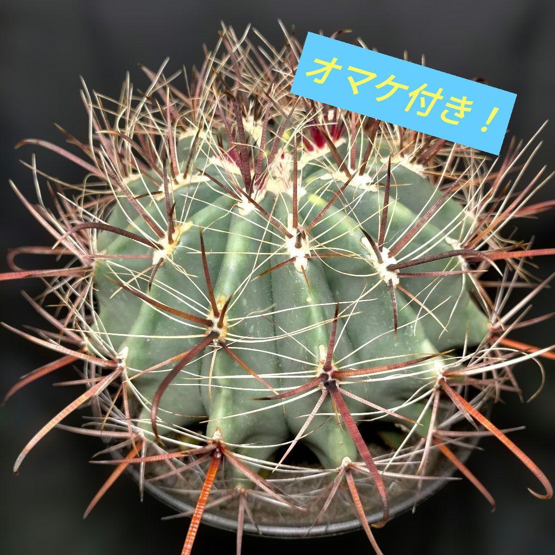 H*u様 フェロカクタス 金赤竜 中株 赤鳳 鯱頭 神仙玉 刈穂玉 巨鷲玉 金冠